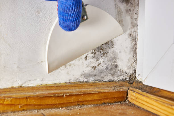 Best Emergency Mold Remediation  in Mccormick, SC